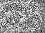 Changaspis elongata LEE in CHIEN 1961  - Bild © FossNet FossilienStore